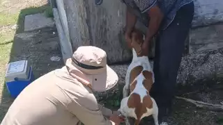 Vacunación antirrábica este miércoles en Campeche: brigadas móviles y puestos fijos en seis municipios