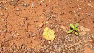 Muerte masiva de abejas por químicos en fumigación de chiles en José María Morelos  