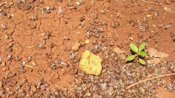 La muerte masiva de abejas en José María Morelos ya se encuentra en investigación. La muerte masiva de abejas en José María Morelos ya se encuentra en investigación.