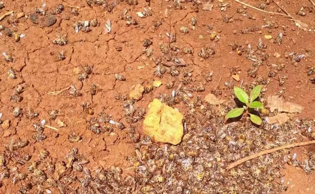 La muerte masiva de abejas en José María Morelos ya se encuentra en investigación.