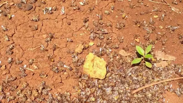 La muerte masiva de abejas en José María Morelos ya se encuentra en investigación.