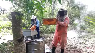 Frente Frío 13 amenaza la producción apícola en Lázaro Cárdenas