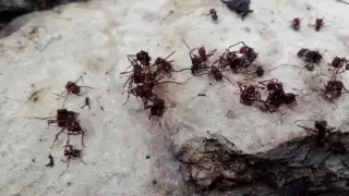 La temporada de lluvias trae consigo la presencia de plagas que afectan a las plantas, como el say