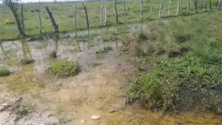 Bajo el agua queda la pastura, por lo que trasladan a los animales para que puedan alimentarse