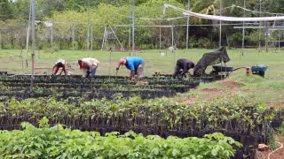 Campesinos y microempresarios se endeudan con créditos para mantener sus negocios en Campeche
