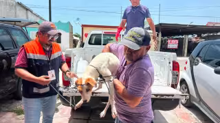 Gusano Barrenador en Campeche: suman mil 122 animales afectados