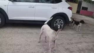 Sobrepoblación de perros de la calle en Mérida, un problema cultural y de educación
