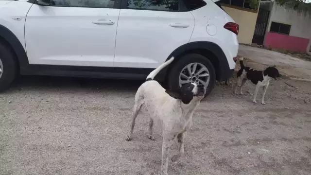 Los principales afectados por la sobrepoblación de canes son fraccionamientos como Las Américas