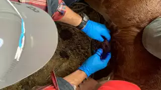  Plaga del gusano barrenador avanza: Campeche registra casi 300 casos