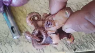 Residentes de Villa Madero, Campeche confirman depredación de pulpo