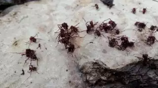 Lluvias en Yucatán desatan infestación de hormigones en los árboles de cítricos 