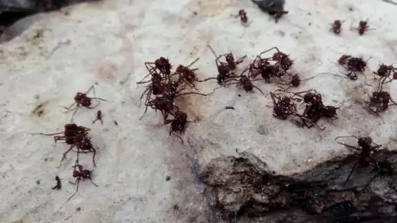La temporada de lluvias trae consigo la presencia de plagas que afectan a las plantas, como el say La temporada de lluvias trae consigo la presencia de plagas que afectan a las plantas, como el say