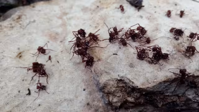 La temporada de lluvias trae consigo la presencia de plagas que afectan a las plantas, como el say