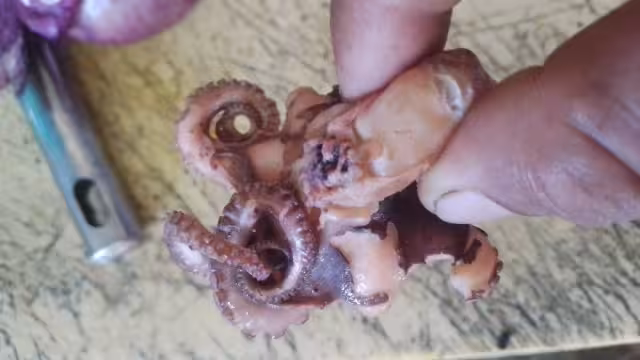 Usuarios lamentan la depredación del octópodo