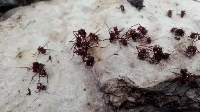 La temporada de lluvias trae consigo la presencia de plagas que afectan a las plantas, como el say