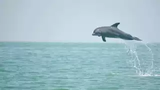 Avanza 80% el nuevo Plan Municipal de Desarrollo en Carmen