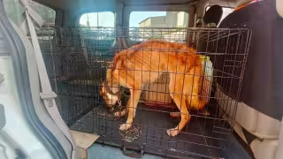 Elementos ministeriales de Campeche llevaron a cabo el rescate de un perro llamado Rex en Ciudad del Carmen.