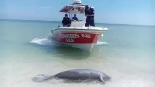 Advierten sobre la urgencia de regular la pesca con redes en Yucatán para evitar más muertes de manatíes   