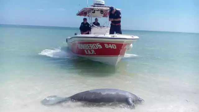 El enmallamiento representa la principal causa de muerte de mamíferos marinos en Yucatán