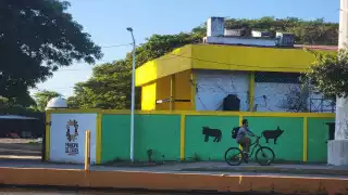 Maleantes se llevan cerdos del rastro de Ciudad del Carmen; amarran y golpean a vigilante