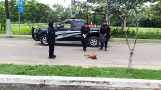 Las autoridades se hicieron cargo de los cuerpos de varios lomitos que fueron encontrados sin vida