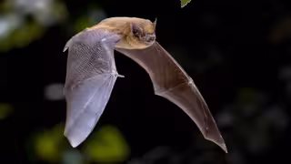 Los murciélagos son nuestros amigos: INFOGRAFÍA POR ESTO!