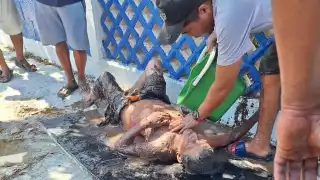 Abuelito es encontrado vivo, luego de algunas horas desaparecido en Chicxulub