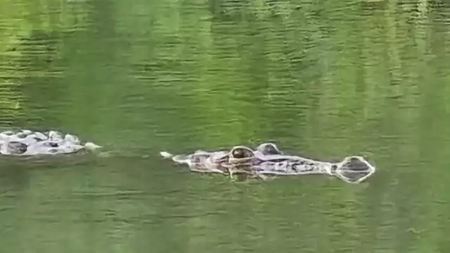Durante la temporada de lluvias, las pozas cercanas se han convertido en el paso de los reptiles