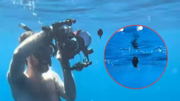 El ejemplar se trataba de una hembra y medía apenas 6 cm El ejemplar se trataba de una hembra y medía apenas 6 cm