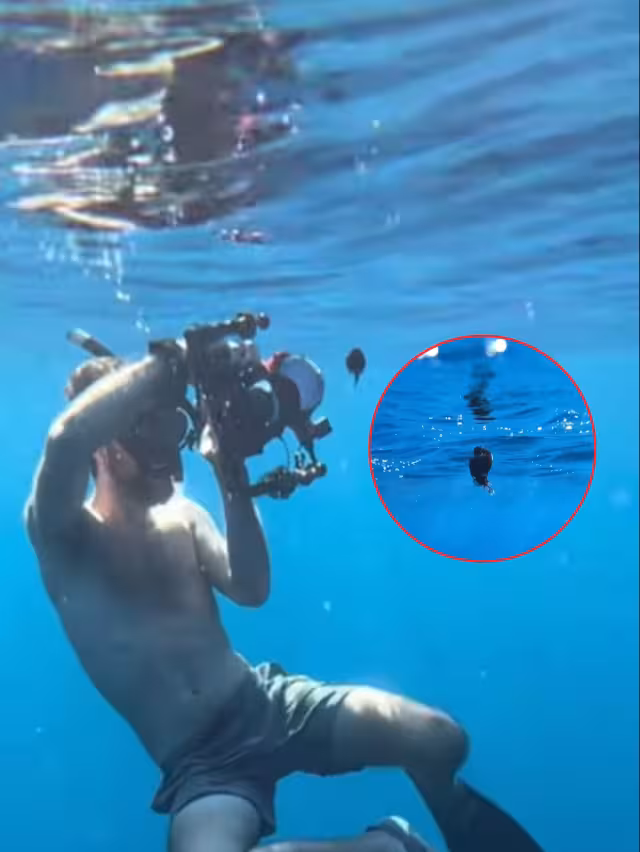 El ejemplar se trataba de una hembra y medía apenas 6 cm