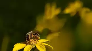 Alertan que el robo en el parque Yumtsil sería sólo la punta de un lío