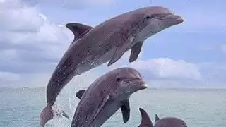 Mamíferos no podrán ser utilizados en actividades con fines de lucro