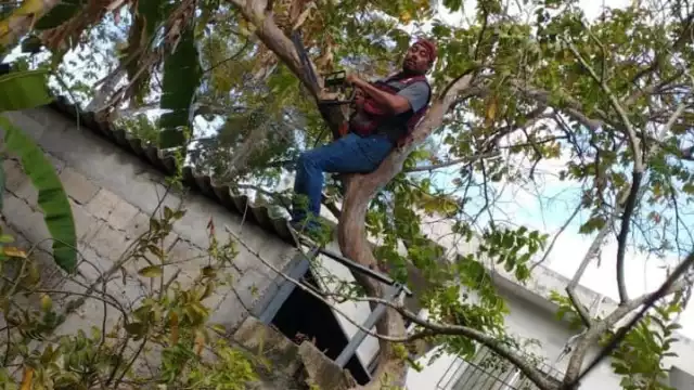 Vecinos temían lo peor por árbol que tocaba cables de luz