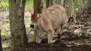 Infestación por gusano barrenador en zona de ranchos de Playa del Carmen entra en fase de control