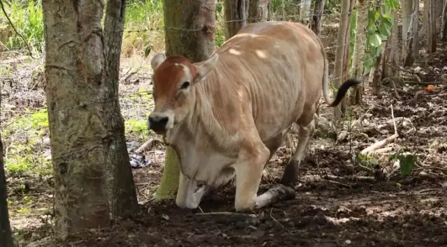 La región presenta un avance cercano al 80% en el control de la plaga