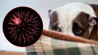 El Método Tellington es uno de los más usados por los dueños de mascotas