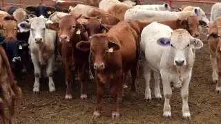 Exdirectivos de la asociación del oriente podrían enfrentar a la justica.