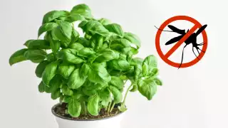 Temporada de lluvias en Campeche: Cómo combatir los mosquitos con estas plantas naturales