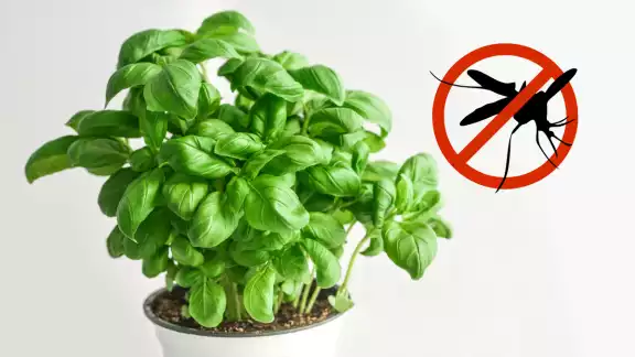 Plantas repelentes de mosquitos: opciones naturales para proteger tu hogar en Campeche