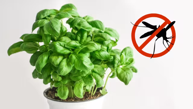 Plantas repelentes de mosquitos: opciones naturales para proteger tu hogar en Campeche