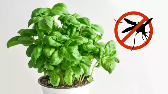 Plantas repelentes de mosquitos: opciones naturales para proteger tu hogar en Campeche