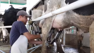 Leche para el Bienestar ya se ha integrado a la canasta básica de Campeche
