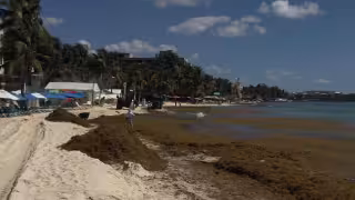 El sargazo afecta la economía y salud pública del destino.