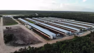 Comunidades mayas de Yucatán logran avance legal contra norma ambiental porcícola