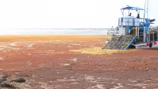 Prevén hasta 20% más sargazo en 2026 en Mahahual; Marina lidera labores preventivas