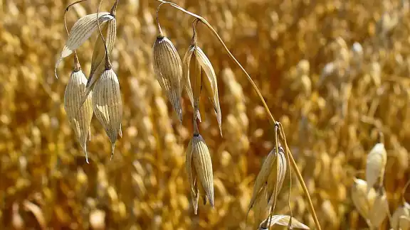 La avena contiene antioxidantes que reducen el envejecimiento celular La avena contiene antioxidantes que reducen el envejecimiento celular
