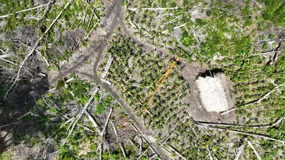 La PROFEPA denunció la destrucción de 36 hectáreas en la Reserva de la Biosfera Balam Kú, un Área Natural Protegida (ANP) en Campeche La PROFEPA denunció la destrucción de 36 hectáreas en la Reserva de la Biosfera Balam Kú, un Área Natural Protegida (ANP) en Campeche