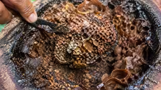 ¿Para qué sirve la cera de Campeche? La herencia de Xunán kab, la abeja sagrada de la Selva Maya