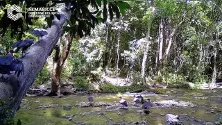 ¡Joyas de la selva! Cámaras captan a majestuosos zopilotes rey en Campeche