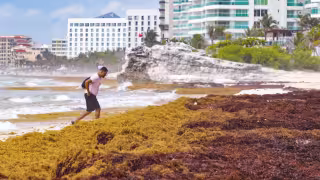Sheinbaum alista estrategia contra el sargazo en las costas de Quintana Roo